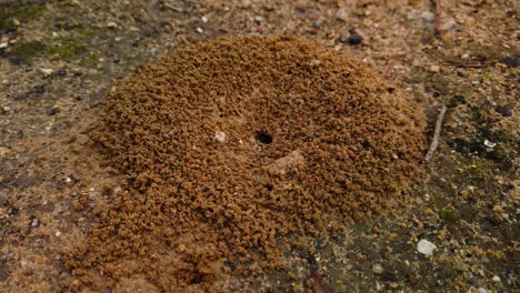 Ant-digging-anthill-hole-in-ground-for-colony-hive,-Static-Closeup