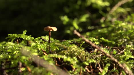 Beautiful-autumn-mushroom-with-a-small-hat-on-the-green-forest-moss