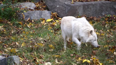 Southern-Rocky-Mountain-Gray-Wolf-casually-walks-and-sniff-at-ground