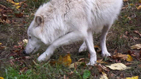 Close-up-of-a-Southern-Rocky-Mountain-Gray-Wolf-searching-the-ground-for-food