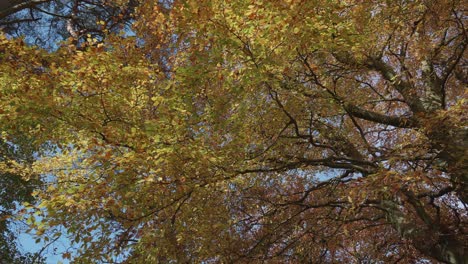 Buche-Mit-Goldenen-Blättern-Im-Herbst