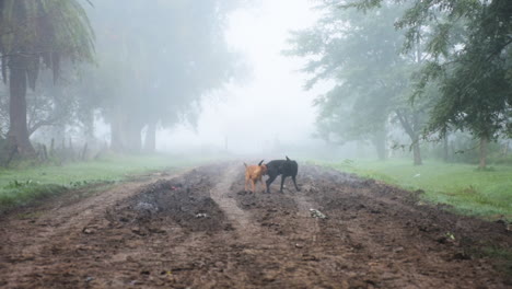 Two-Dogs-Fighting-on-Rural-Road-on-Foggy-Spooky-Summer-Morning