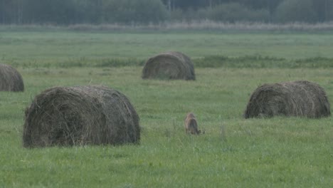 Roe-deer-in-dawn-dusk-evening-autumn-light-between-hay-rolls-eating-playing
