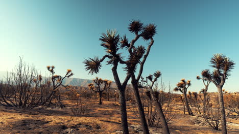 Mojave-Wüstenlandschaft,-Die-Im-Waldbrand-Der-Rotluchse-In-Südkalifornien-Versengt-Wurde
