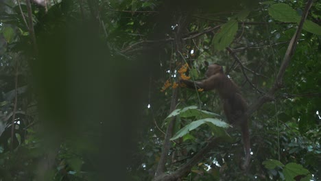 Lindo-Mono-Capuchino-Cortando-Plantas-De-Una-Rama-En-La-Selva-Del-Parque-Tayrona,-Colombia