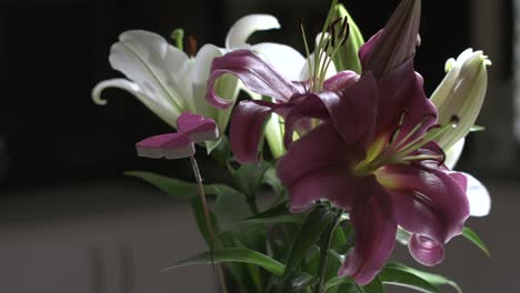 Smooth-orbiting-close-up-shot-of-a-beautiful-crystal-vase-with-white-and-burgundy-lilies-sitting-on-a-white-countertop