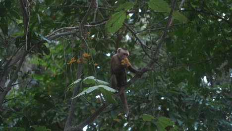 Cute-capuchin-monkey-eating-flowers-while-sitting-on-a-branch-in-the-jungle-of-Tayrona-Park,-Colombia,-South-america