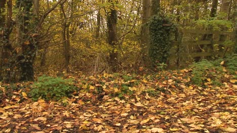 Herbstlaub-Auf-Dem-Boden-Liegend-Im-Englischen-Dorf-Asfordby-Valley-In-Der-Nähe-Von-Melton-Mowbray-In-Der-Grafschaft-Leicestershire