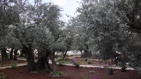 Olive-trees-in-the-Gethsemane-Garden,Jerusalem,-Israel