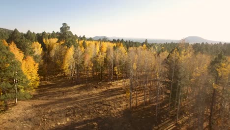 Aerial,-drone-fly-from-open-field-to-aspen-tree-grove,-Flagstaff,-Arizona