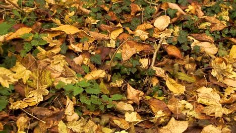 Autumn-leaves-lying-on-the-ground-in-the-English-village-of-Asfordby-Valley-near-Melton-Mowbray-in-the-county-of-Leicestershire