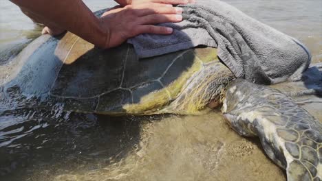 Meeresschildkrötenrettung-An-Einem-Strand