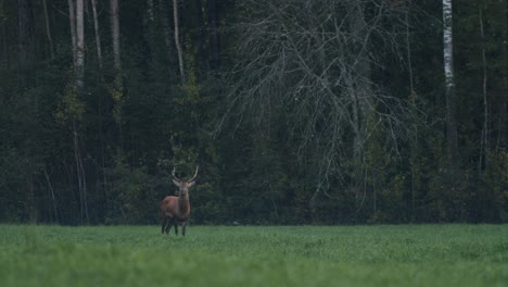 Single-young-deer-walking-eating-in-late-autumn-evening-dusk-darkness