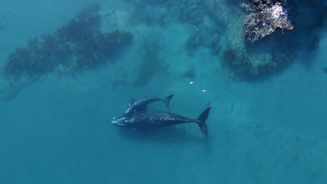 Aerial-view-above-Whales-diving-on-the-coast-of-Peninsula-Valdes-in-Argentina,-UNESCO-World-Heritage-site---Golfo-Nuevo---Top-down-zoom-in
