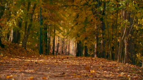 Herbstblätter-Fallen-Auf-Den-Weg-Und-Die-Sonne-Scheint-Durch-Herbstblätter