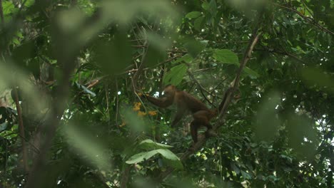 Slow-motion-shot-of-a-capuchin-monkey-reaching-out-for-food-in-a-branch-of-a-tree,-taken-in-Tayrona-Park,-Colombia