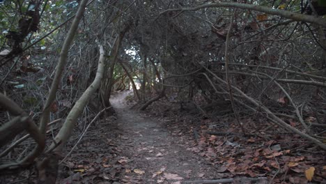 slow-motion-shot-of-path-surrounded-by-dry-trees-and-falling-leaves-at-the-park