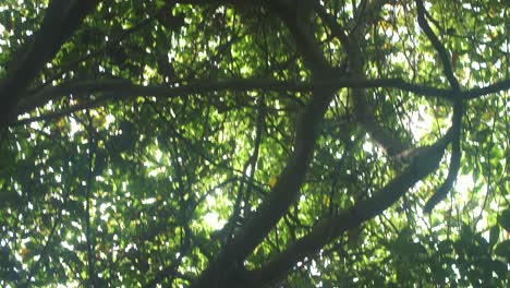 Süßer-Kapuzineraffe,-Der-Um-Die-Spitze-Eines-Baumes-Im-Dschungel-Des-Tayrona-Parks,-Kolumbien-Läuft