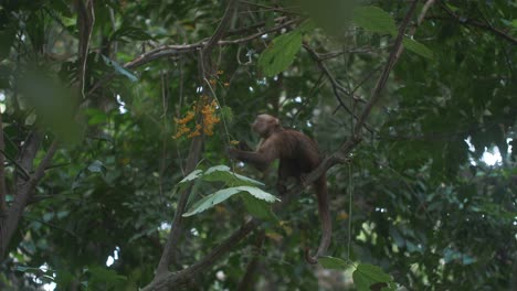 Capuchin-monkey-eating-while-sitting-on-a-branch-of-a-tree-in-Tayrona-Park,-Colombia,-South-America