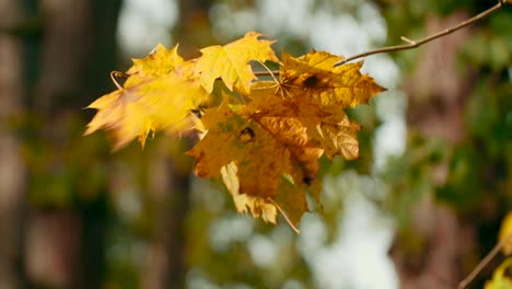 Wunderschöne-Ahornblätter-Rascheln-Im-Herbstwind,-Der-Durch-Den-Malerischen-Park-Weht