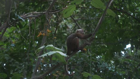 Hermoso-Mono-Capuchino-Disfrutando-De-La-Comida-En-Una-Rama-De-Un-árbol-En-El-Parque-Tayrona,-Colombia