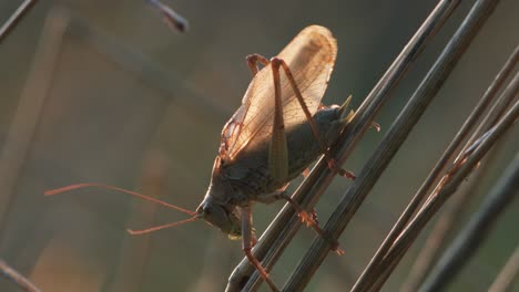 Bush-cricket-in-late-autumn-evening-light-chirping-on-grass-stem