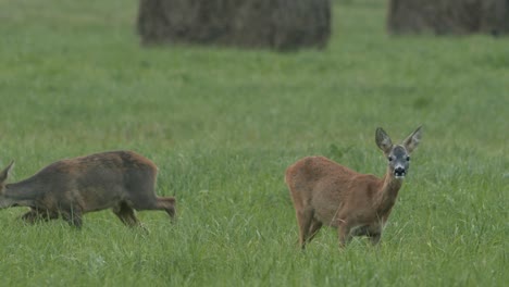 Roe-deer-in-dawn-dusk-evening-autumn-light-between-hay-rolls-eating-playing