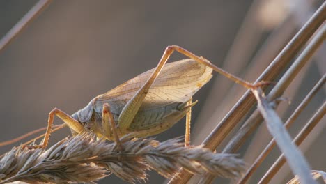 Bush-cricket-in-late-autumn-evening-light-chirping-on-grass-stem