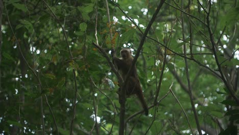 Slow-motion-shot-of-a-capuchin-monkey-reaching-out-for-food-on-a-tree-in-Tayrona-Park,-Colombia