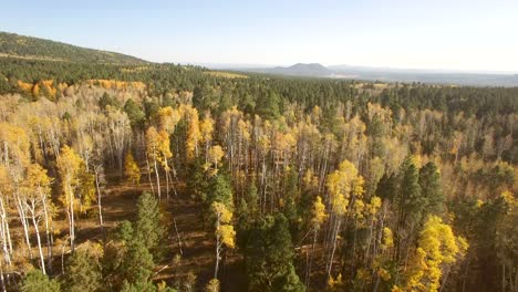 Aerial,-drone,-high-pass-over-fall-aspen-trees-foliage-and-barren-limbs,-Flagstaff,-Arizona