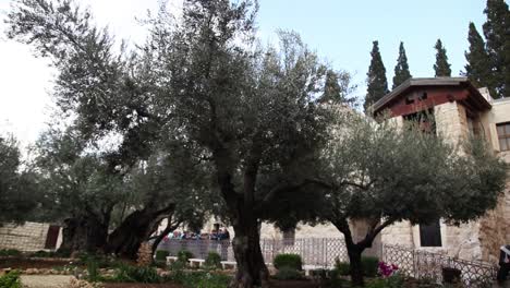Olivos-En-El-Jardín-De-Getsemaní,-Jerusalén,-Israel