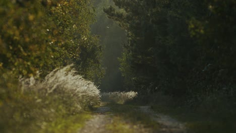 Camino-Forestal-Rural-Abandonado-Senderismo-Arbustos-Y-árboles-Densos-En-La-Luz-De-La-Hora-Dorada-De-La-Tarde