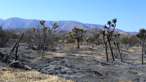 Joshua-tree-forest-scorched-and-scarred-by-seasonal-wildfires