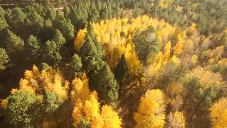 Aerial-drone-ascent-over-a-small-grove-of-quaking-aspens-fall-foliage,-Coconino-National-Forest,-Flagstaff,-Arizona