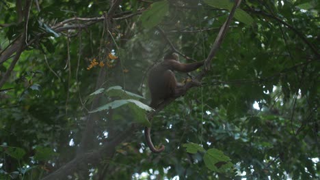 Lindo-Mono-Capuchino-Sentado-En-Una-Rama-De-Un-árbol-Y-Comiendo-Flores-En-La-Selva-Del-Parque-Tayrona,-Colombia