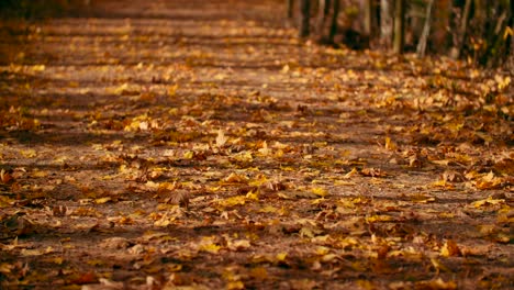low-angle-shot-of-a-pathway-covered-with-autumn-leaves-overlay-image-of-dirt-path-wooded-forest-trail