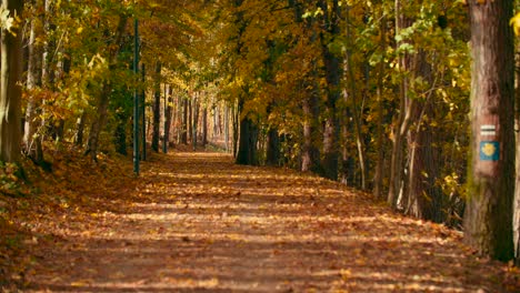 Pathway-covered-by-yellow-leaves-in-the-autumn-park