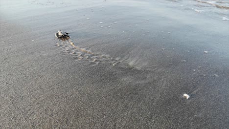 Baby-Meeresschildkröte,-Die-Auf-Einem-Strandtruthahn-Schlüpft