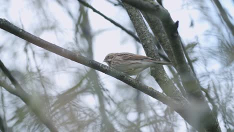 Single-lark-skylark-catching-bugs-on-tree-bush-autumn-migration