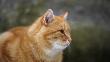 Katze-Beobachtet-Geduldig-Und-Ohrengeräusche,-Scannt-Und-überblickt-Die-Umgebung-Sorgfältig-Und-Schweigend