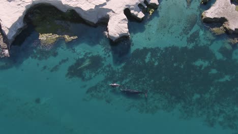 Aerial-view-above-Whales-diving-shallow,-blue-water-at-and-cliffs-of-Peninsula-Valdes-in-Patagonia---Golfo-Nuevo---Tilt-down,-drone-shot