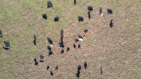 Overhead-spiral-shot-of-cows-grazing-in-field