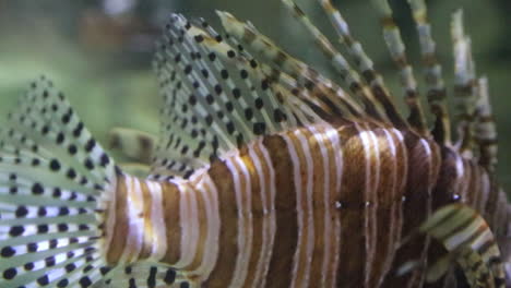Close-up-of-Red-Lionfish-dorsal-spine-and-fins-waving-in-aquarium
