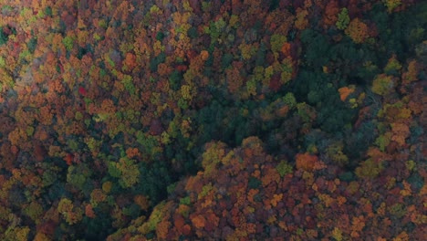 Aerial-View-Of-Colorful-Autumn-Trees-in-Zao-Onsen,-Yamagata-City,-Japan---Aerial-Shot