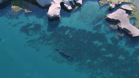 Whales-swimming-in-calm,-transparent-sea,-really-near-the-coastline-of-Patagonia---Aerial,-drone-shot---Eubalaena-australis