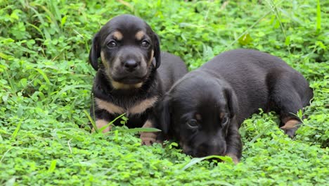 Dachshund-pups-playing-in-the-grass-field,-newborn-puppies-are-so-cute-together