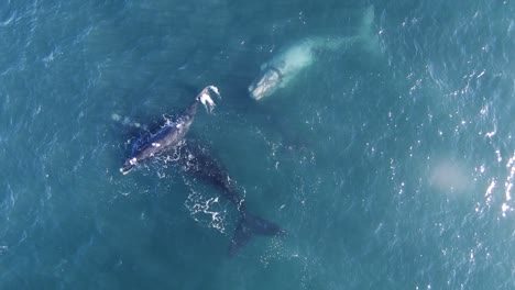 Aerial-view-of-a-group-of-Southern-Right-Whales,-including-a-rare-white,-getting-ready-to-copulate---Top-down,-drone-shot