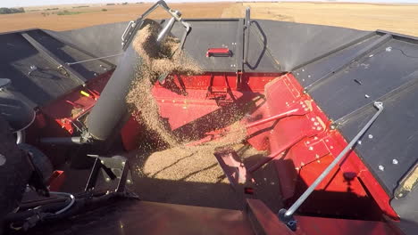 Combine-Harvester-At-Work---Loading-Harvested-Grains-Into-Hopper-During-Harvest-Season---high-angle,-GoPro-shot