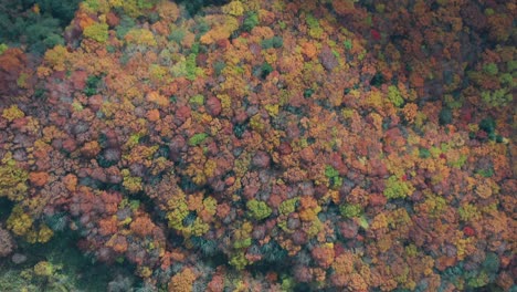 Wunderbare-Aussicht-Auf-Die-Berglandschaft-Im-Wald-Im-Herbst-In-Zao-Onsen-In-Japan---Luftaufnahme