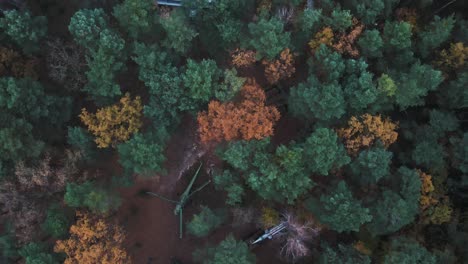 Flyover-Drohnenaufnahme-Eines-Verlassenen-Hubschraubers-Und-Flugzeugs-Zwischen-Waldbäumen